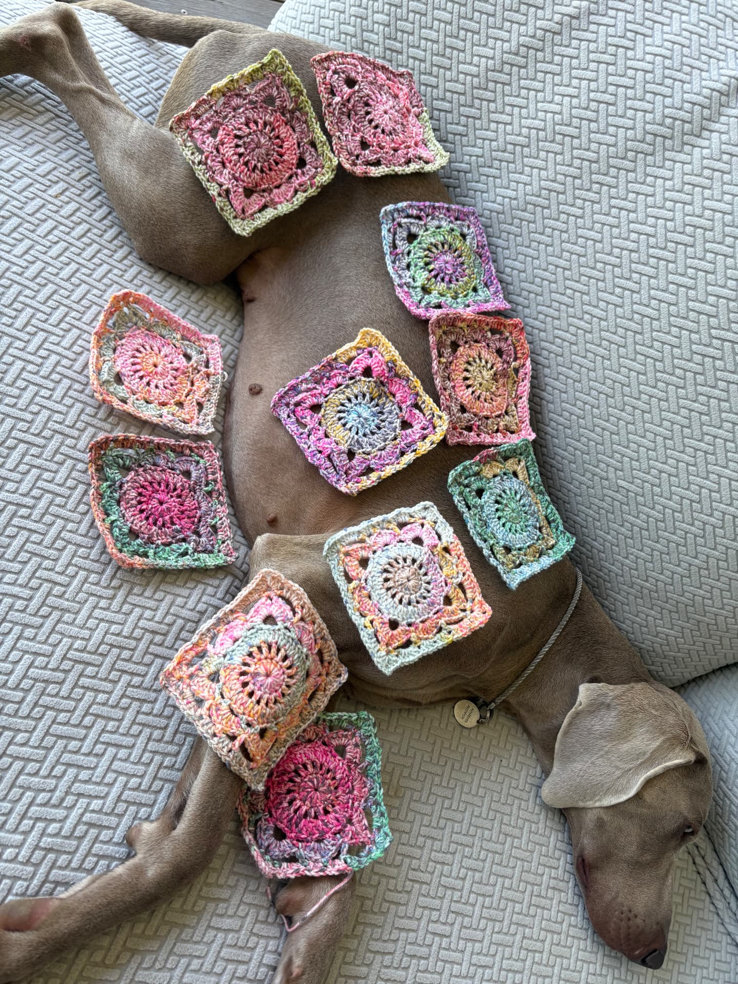 Patty's Weimaraner Silverbridge draped in colourful crochet granny squares